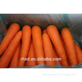 Farm Fresh Carrot Price Export Carrot Harvester